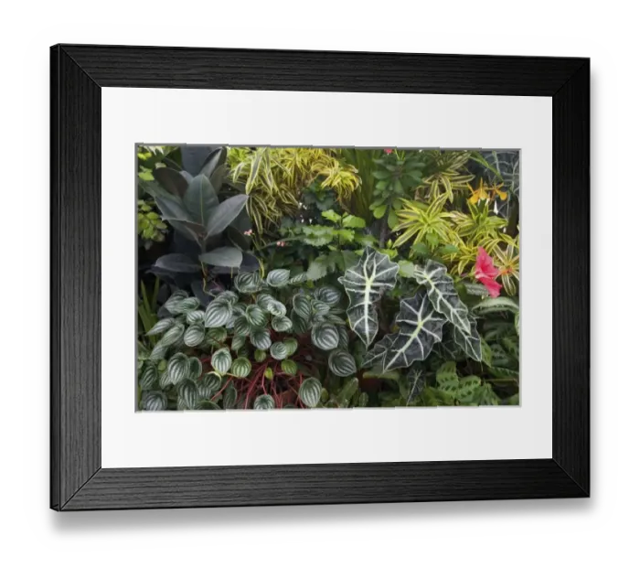 Framed Print : USA, North America, California