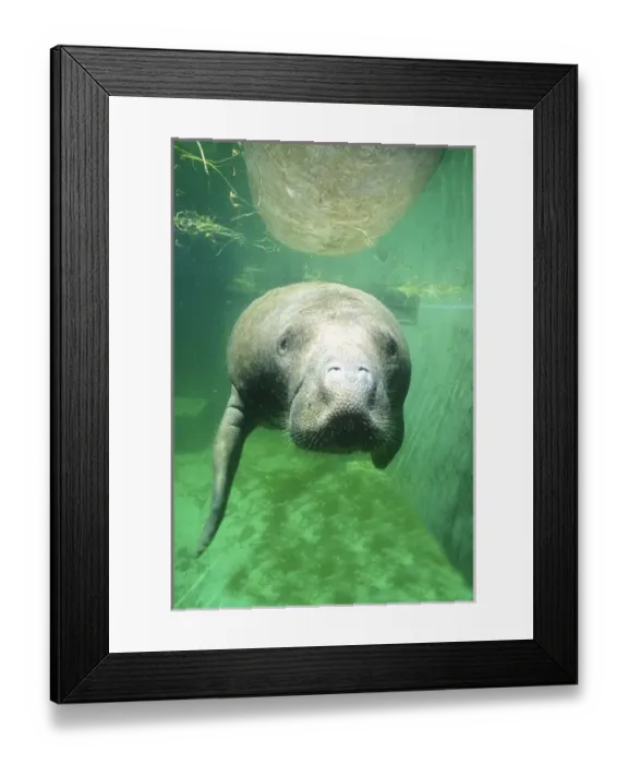 Framed Print : USA, Florida, Key West, Manatee Framed Print : USA, Florida, Key West, Manatee
