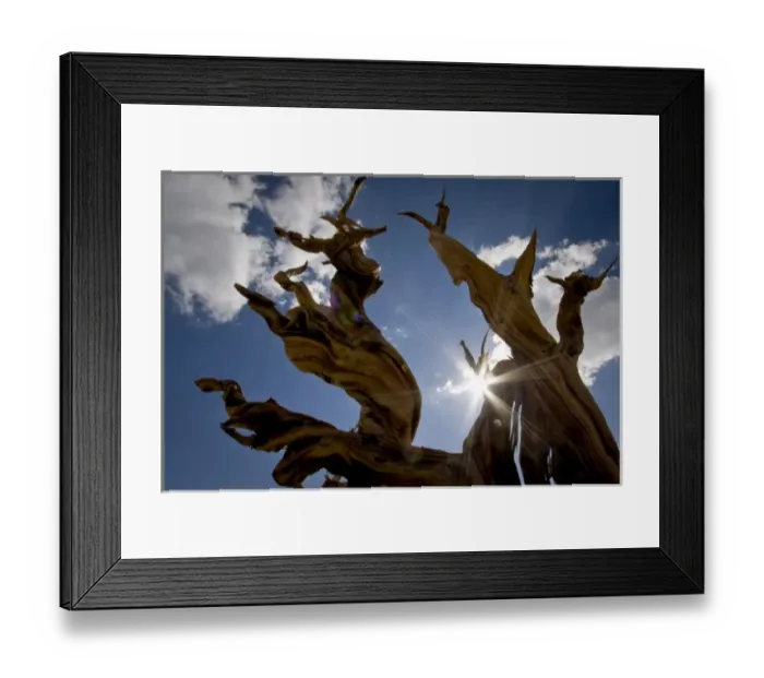 Framed Print : Bristlecone pine in Ancient Bristlecone Forest, Big Pine, California; White Mountains