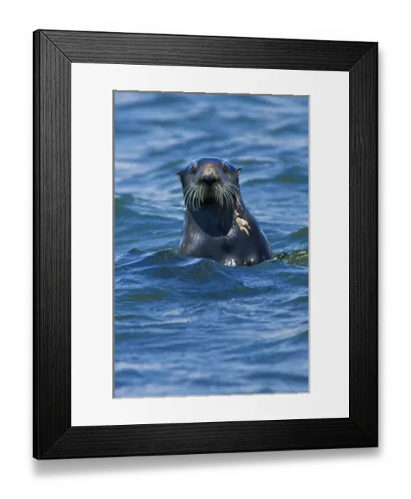 Framed Print : California Sea Otter (Enhydra lutris) portrait - Moss Landing, California Framed Print : California Sea Otter (Enhydra lutris) portrait - Moss Landing, California