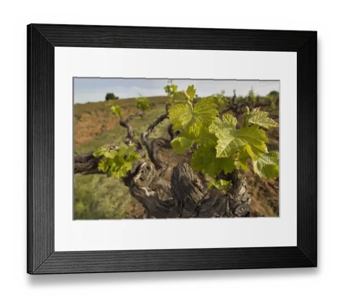 Framed Print : USA, North America, California Framed Print : USA, North America, California
