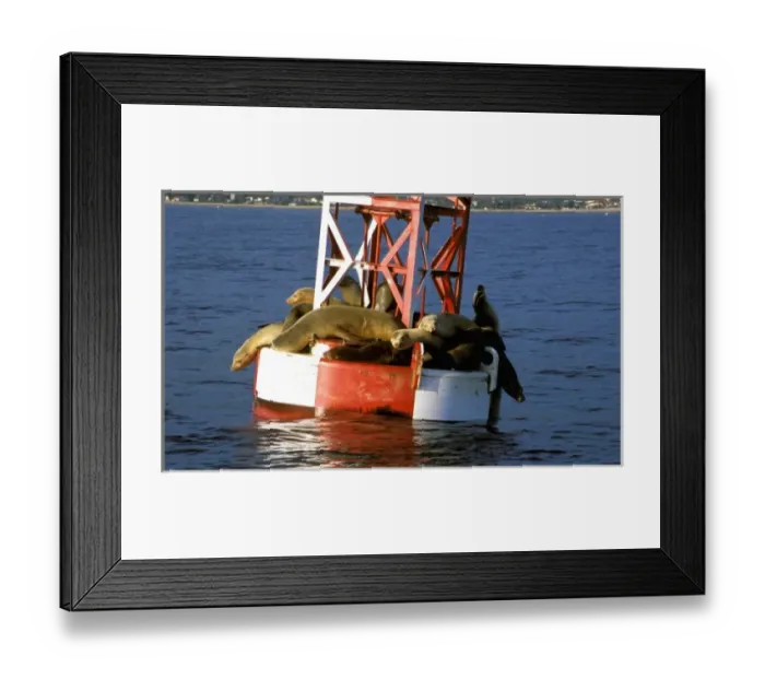 Framed Print : USA, California, Santa Barbara, Harbor Seals on bouy