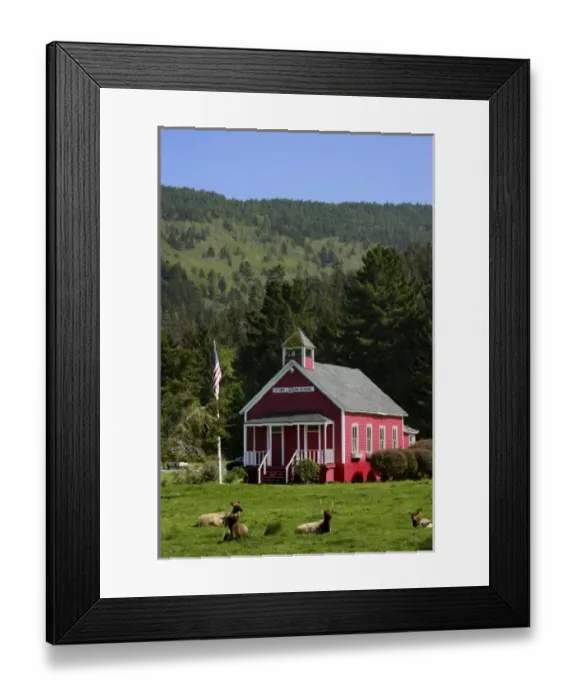 Framed Print : USA, California, Orick. Elk rest on grounds of Stone Lagoon School Framed Print : USA, California, Orick. Elk rest on grounds of Stone Lagoon School