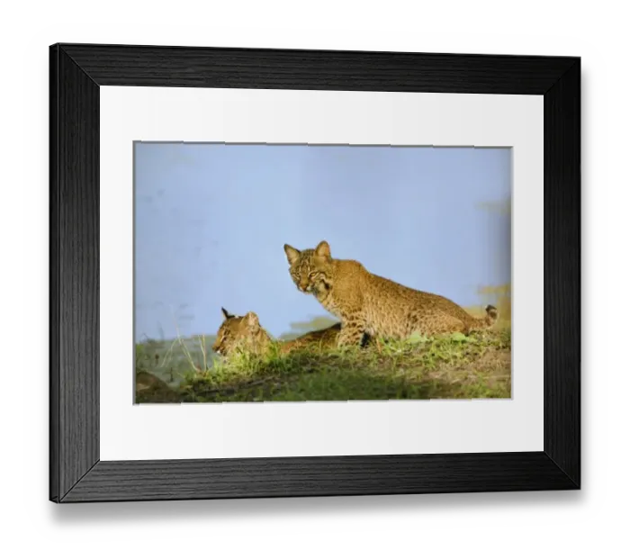 Framed Print : USA, North America, Florida Framed Print : USA, North America, Florida