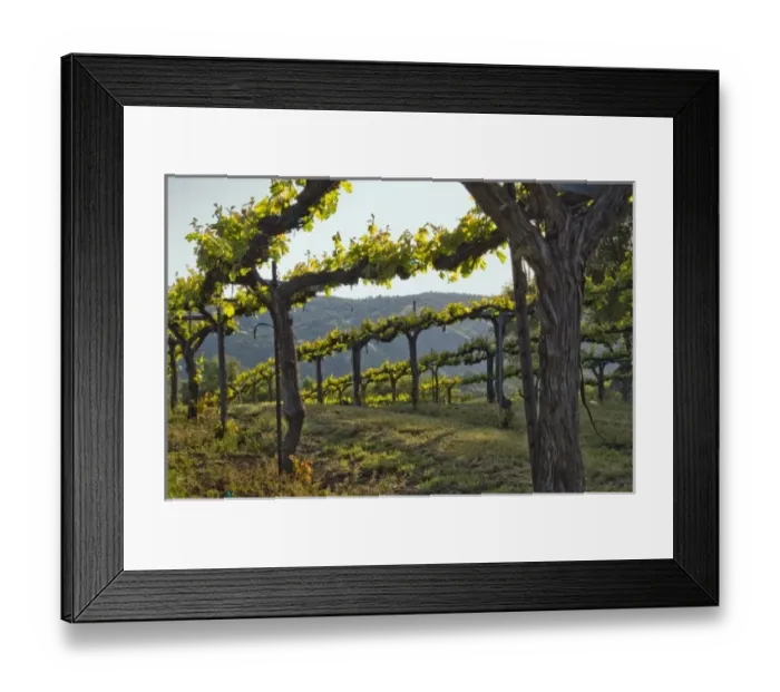 Framed Print : Close up of vines at Gold Hill Vineyard & Brewery above American River Canyon, El Dorado county Framed Print : Close up of vines at Gold Hill Vineyard & Brewery above American River Canyon, El Dorado county