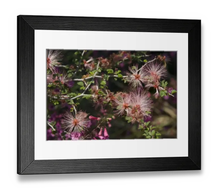 Framed Print : Fairy Duster, Calliandra eriophylla, Sonoran Desert, Desert Botanical Garden, Phoenix Framed Print : Fairy Duster, Calliandra eriophylla, Sonoran Desert, Desert Botanical Garden, Phoenix