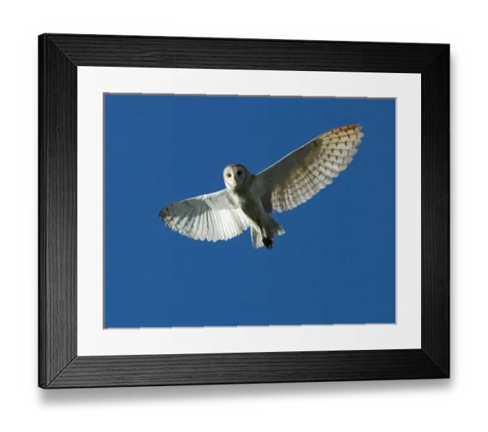 Framed Print : Barn Owl in Daytime Flight Framed Print : Barn Owl in Daytime Flight
