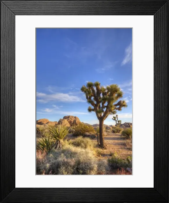 Framed Print : Joshua Tree NP, Joshua tree and granite rock formations Framed Print : Joshua Tree NP, Joshua tree and granite rock formations