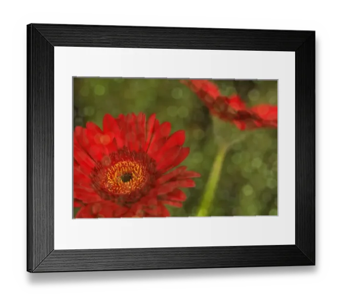 Framed Print : North America, USA, Florida, Orlando, a pair of red gerbera daisies with a flash of sequined fabric Framed Print : North America, USA, Florida, Orlando, a pair of red gerbera daisies with a flash of sequined fabric
