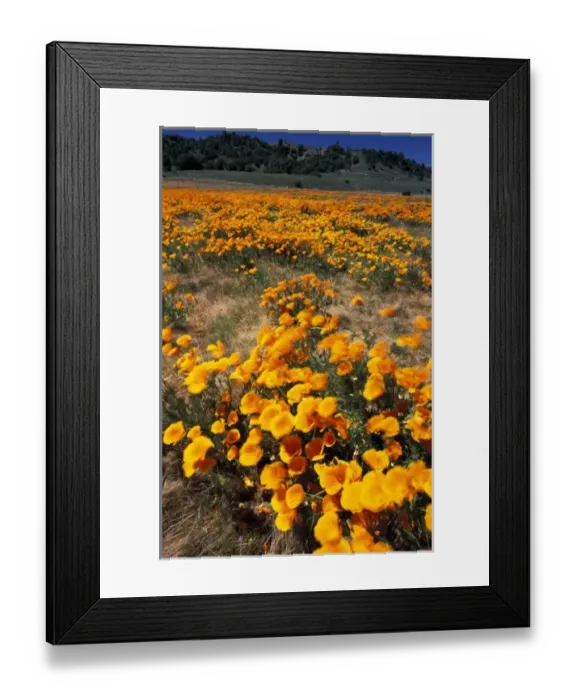 Framed Print : USA, North America, California Framed Print : USA, North America, California
