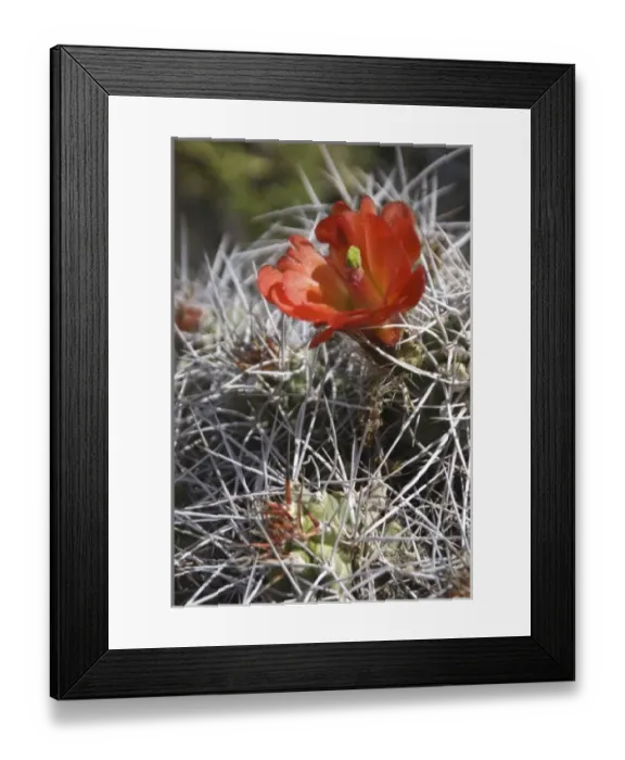 Framed Print : Claret Cup Cactus (Echinocereus triglochidiatus) with Red Blooms, Joshua Tree National Park Framed Print : Claret Cup Cactus (Echinocereus triglochidiatus) with Red Blooms, Joshua Tree National Park