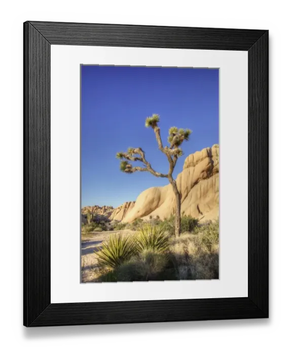 Framed Print : Joshua Tree NP, granite rock formation and Joshua tree
