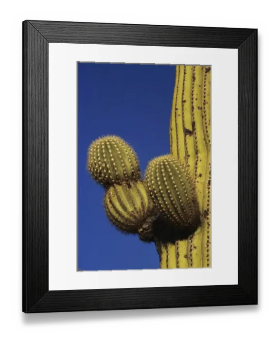 Framed Print : Giant saguaro cactus (Cereus giganteus), Saguaro National Park, Tucson, Arizona Framed Print : Giant saguaro cactus (Cereus giganteus), Saguaro National Park, Tucson, Arizona