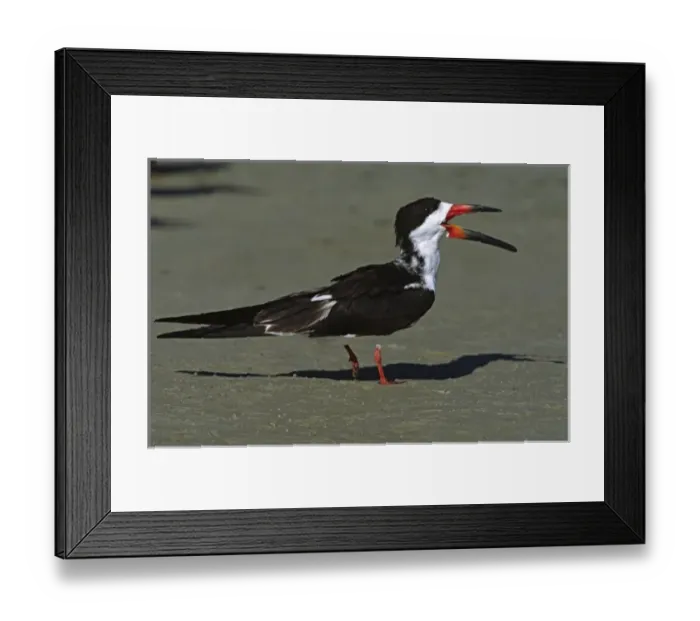 Framed Print : North America, USA, Florida, Fort De Soto Park. Portrait of a Black Skimmer (Rhynchops Framed Print : North America, USA, Florida, Fort De Soto Park. Portrait of a Black Skimmer (Rhynchops
