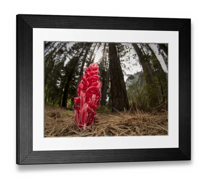 Framed Print : Snow plant, Yosemite National Park, California Framed Print : Snow plant, Yosemite National Park, California