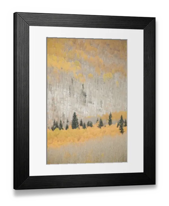 Framed Print : USA, Colorado, San Juan Mountains. Spruce trees mixed with aspen trees in autumn