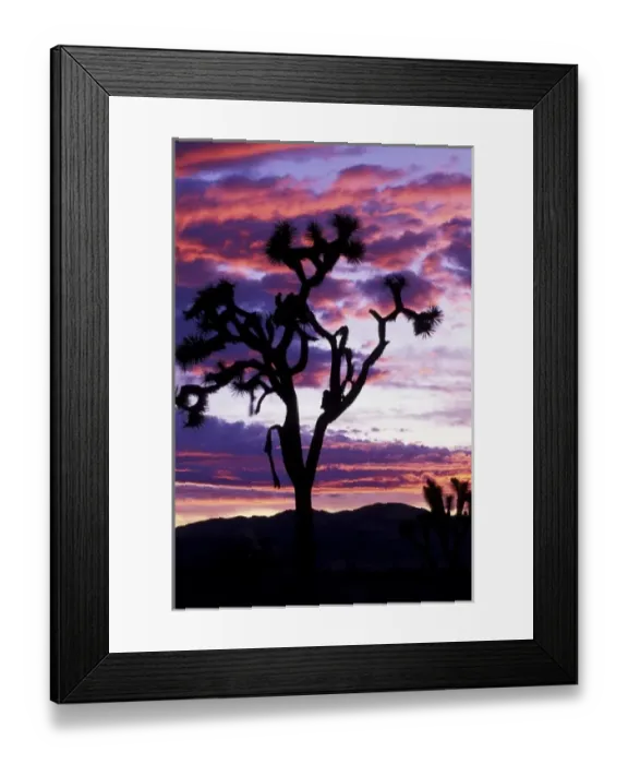 Framed Print : North America, USA, California. Joshua tree at sunset Framed Print : North America, USA, California. Joshua tree at sunset