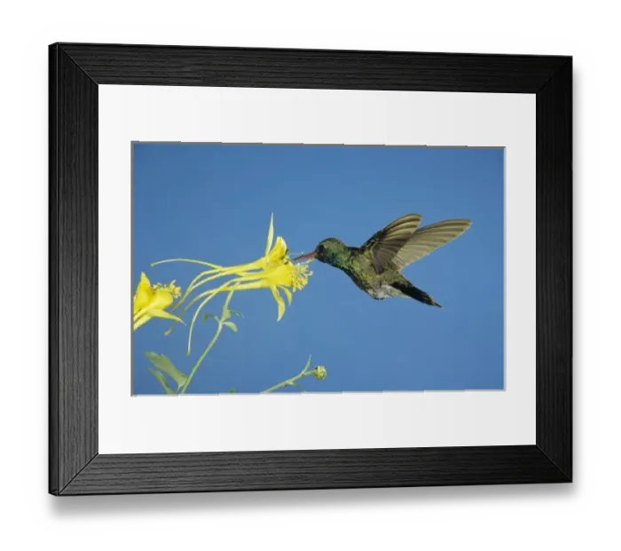 Framed Print : Broad-billed Hummingbird, Cynanthus latirostris, male feeding on Longspur Columbine
