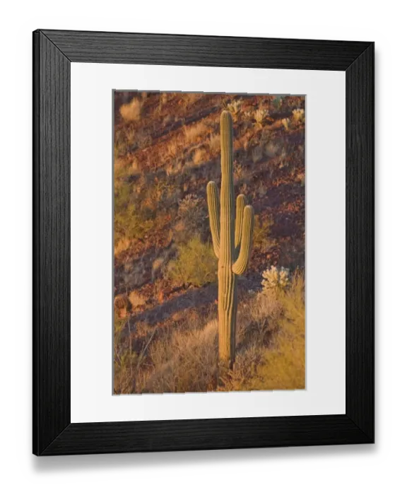 Framed Print : Saguaro cactus, Carnegiea gigantea, at sunset, Signal Hill trail, Saguaro National Park (west) Framed Print : Saguaro cactus, Carnegiea gigantea, at sunset, Signal Hill trail, Saguaro National Park (west)