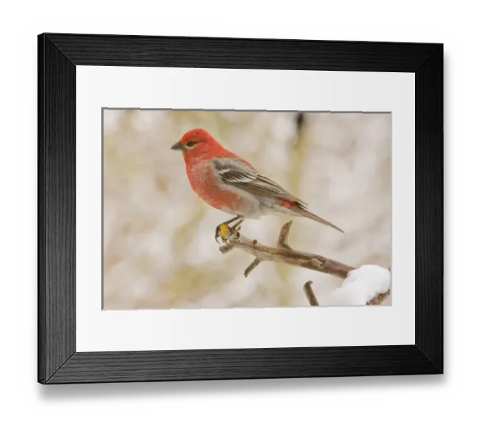 Framed Print : USA, Colorado, Frisco. Male pine grosbeak perched on limb