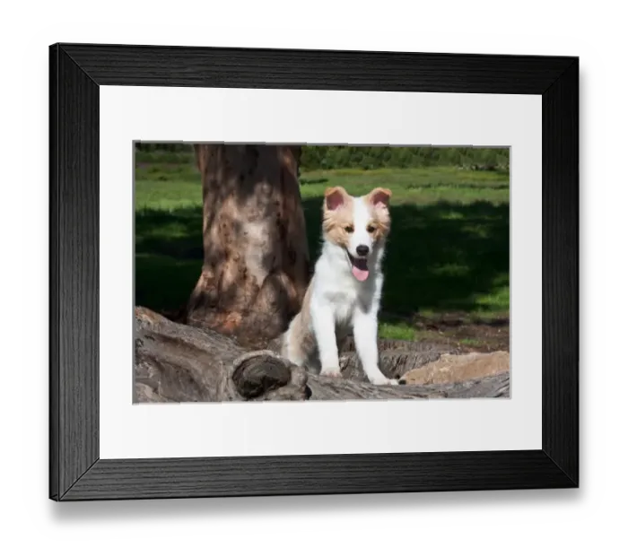 Framed Print : A Border Collie puppy looking over a fallen log in a park