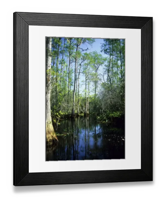 Framed Print : The Okefenokee Swamp in Georgia Framed Print : The Okefenokee Swamp in Georgia