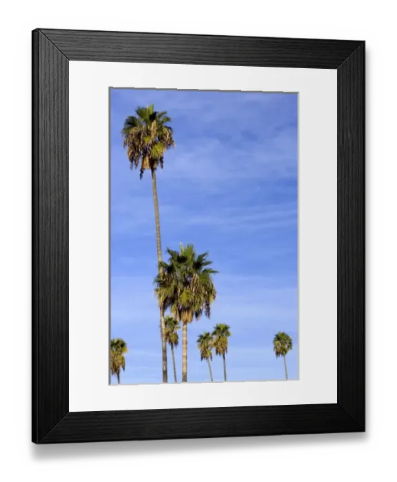 Framed Print : Morning light on palm trees in Los Angeles, California