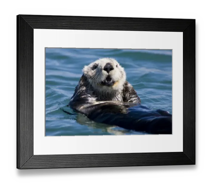 Framed Print : California Sea Otter (Enhydra lutris) grooms its fur - Moss Landing, California Framed Print : California Sea Otter (Enhydra lutris) grooms its fur - Moss Landing, California