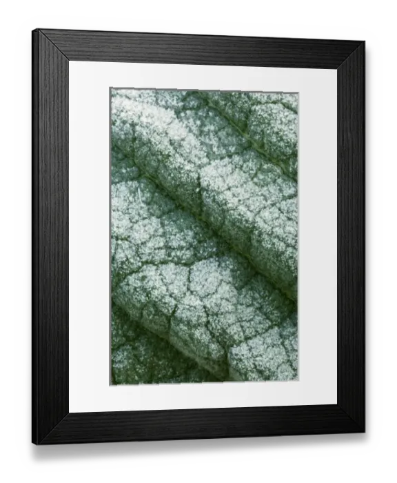 Framed Print : Early morning frost on leaves along the Buffalo River, Steel Creek access, Buffalo National River