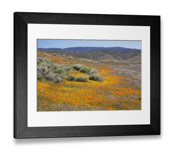 Framed Print : CA, Antelope Valley near Lancaster, Poppy and Goldfield flowers