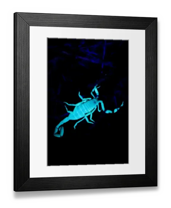 Framed Print : Arizona bark scorpion, Centruroides exilicauda, glowing in UV light, Grand Canyon National Park Framed Print : Arizona bark scorpion, Centruroides exilicauda, glowing in UV light, Grand Canyon National Park