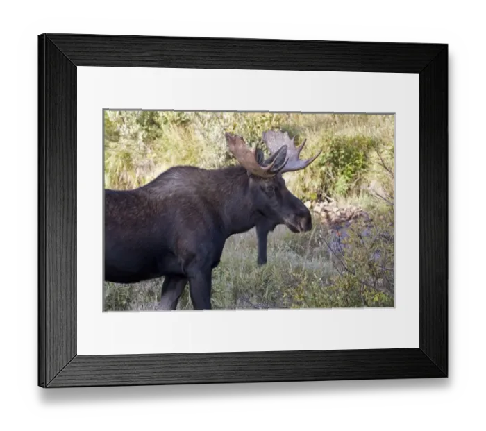 Framed Print : USA, North America, Colorado