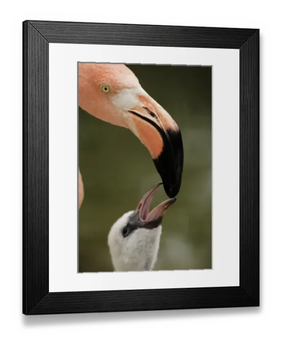 Framed Print : Caribbean Flamingo feeding chick with crop milk (Phoenicopterus ruber ruber) Flamingo Lagoon Framed Print : Caribbean Flamingo feeding chick with crop milk (Phoenicopterus ruber ruber) Flamingo Lagoon