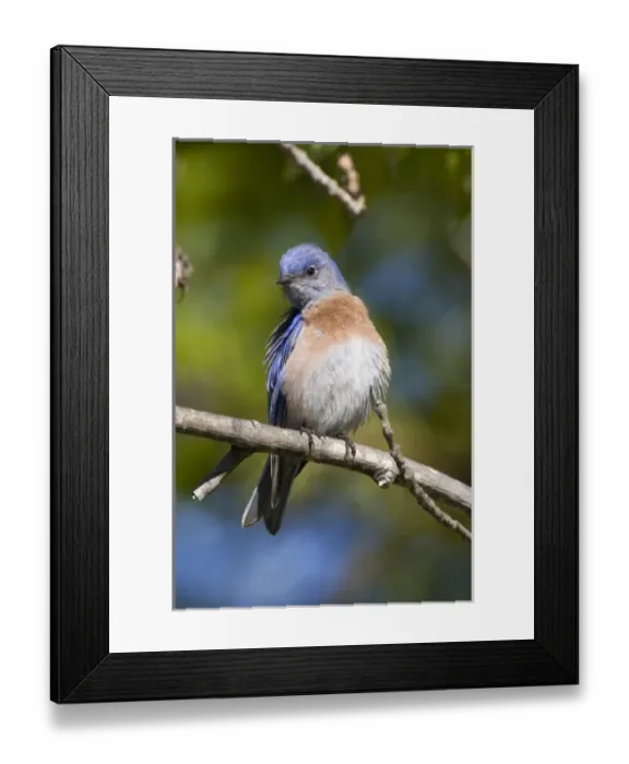 Framed Print : USA - California - San Diego County - Western Bluebird Framed Print : USA - California - San Diego County - Western Bluebird