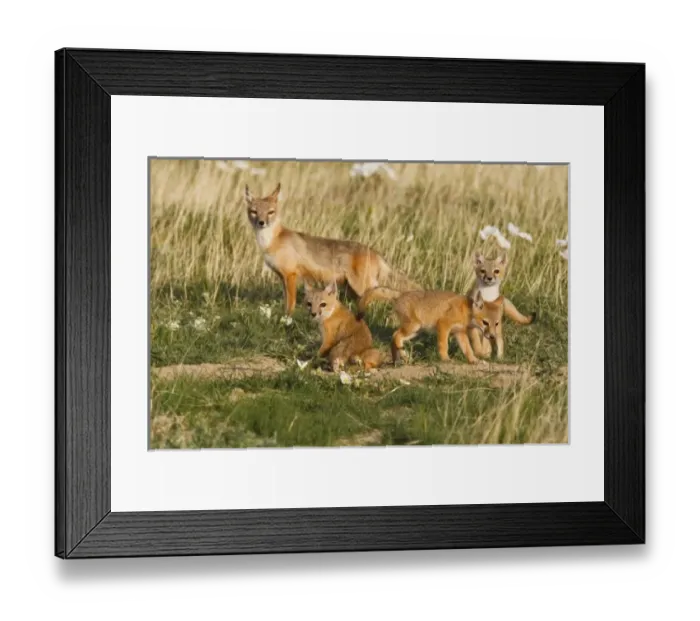 Framed Print : Swift Fox (Vulpes velox) female with young at den on the Pawnee National Grasslands Framed Print : Swift Fox (Vulpes velox) female with young at den on the Pawnee National Grasslands