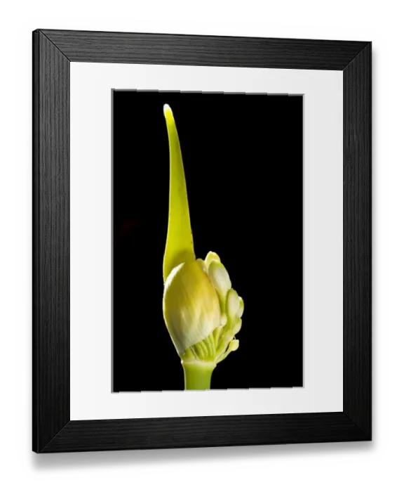 Framed Print : Garden flower, California