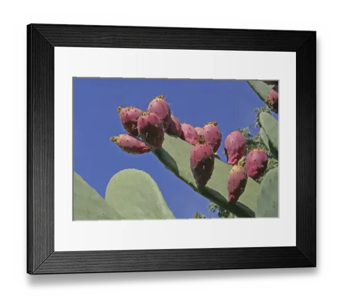 Framed Print : Fruiting cactus Luther Burbank Home and Gardens, Santa Rosa California Framed Print : Fruiting cactus Luther Burbank Home and Gardens, Santa Rosa California