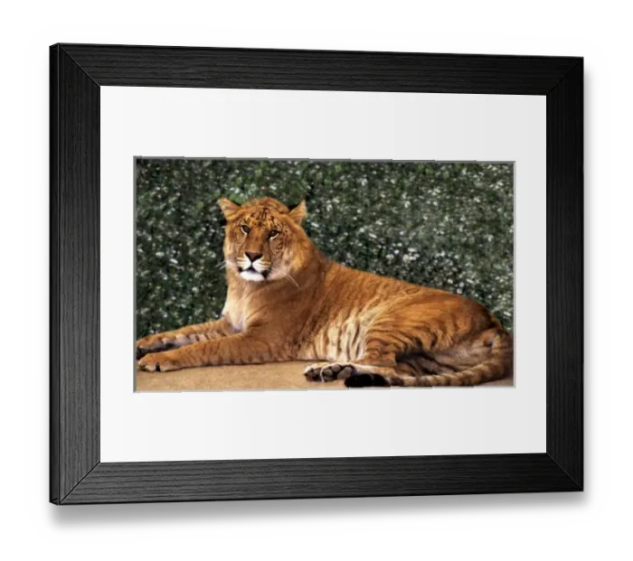 Framed Print : USA, California, Los Angeles County. Close-up of ligress, a lion / tiger hybrid Framed Print : USA, California, Los Angeles County. Close-up of ligress, a lion / tiger hybrid