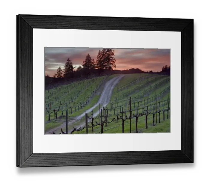 Framed Print : Sunset over dirt road through Hess Collection winerys Veeder Summit vineyard on Mt Framed Print : Sunset over dirt road through Hess Collection winerys Veeder Summit vineyard on Mt