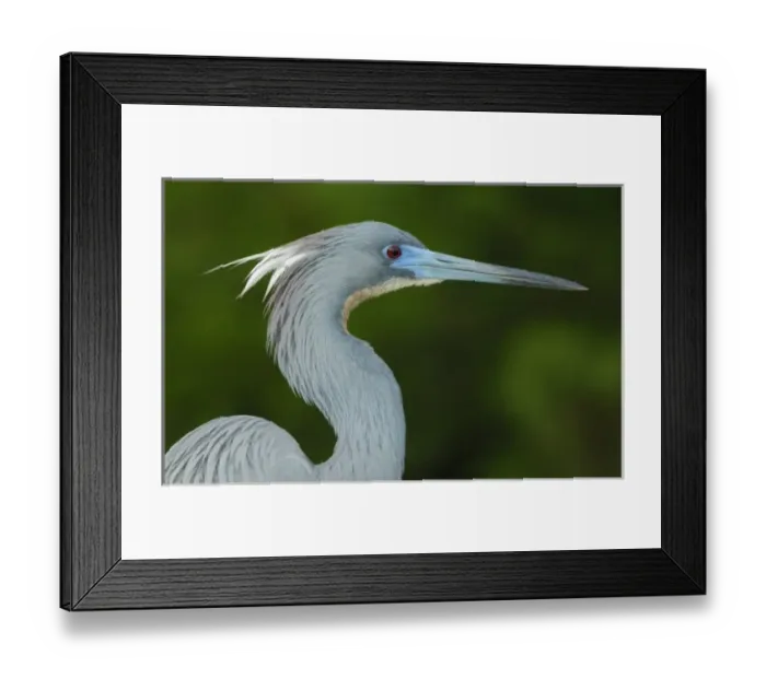 Framed Print : North America, USA, Florida, St. Augustine, a tri-colored heron portrait against a green background Framed Print : North America, USA, Florida, St. Augustine, a tri-colored heron portrait against a green background