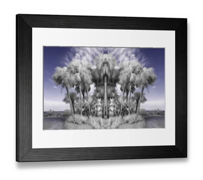 Framed Print : North America, USA, Florida, Merritt Island, infrared digitally altered palm trees in the wind