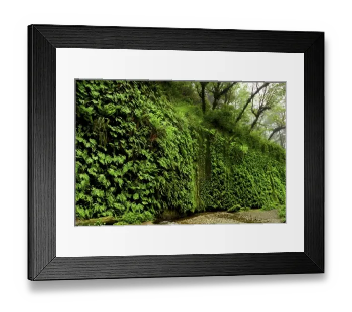 Framed Print : USA, California, Redwood National Park, Fern Canyon. Green ferns line a cliffside Framed Print : USA, California, Redwood National Park, Fern Canyon. Green ferns line a cliffside