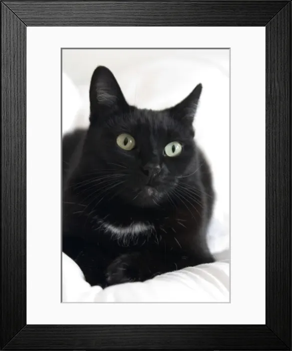 Framed Print : Katishaw, female black and white domestic short haired cat, CA Framed Print : Katishaw, female black and white domestic short haired cat, CA