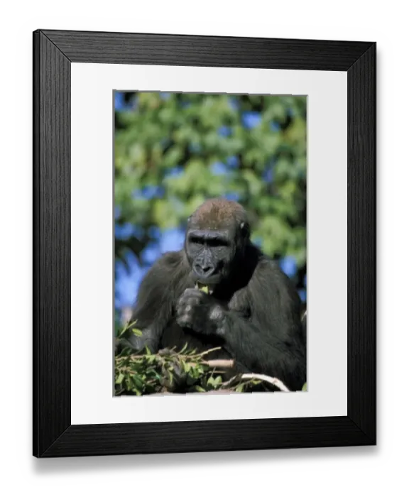 Framed Print : USA, North America, California Framed Print : USA, North America, California