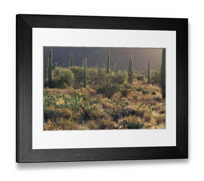 Framed Print : USA, North America, Arizona Framed Print : USA, North America, Arizona