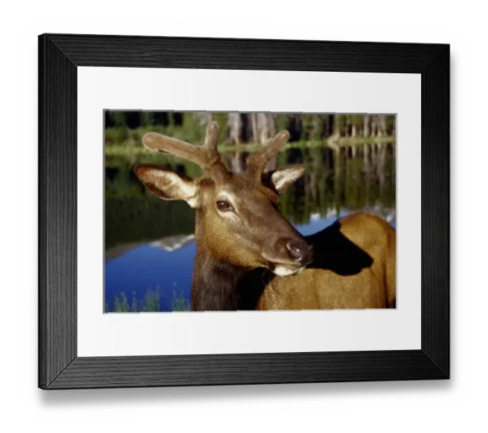 Framed Print : USA, Colorado, Rocky Mountain National Park, Sprague Lake. Young bull elk in velvet Framed Print : USA, Colorado, Rocky Mountain National Park, Sprague Lake. Young bull elk in velvet