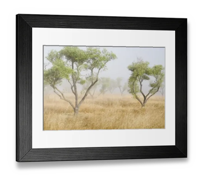 Framed Print : Olive trees, northern California Framed Print : Olive trees, northern California