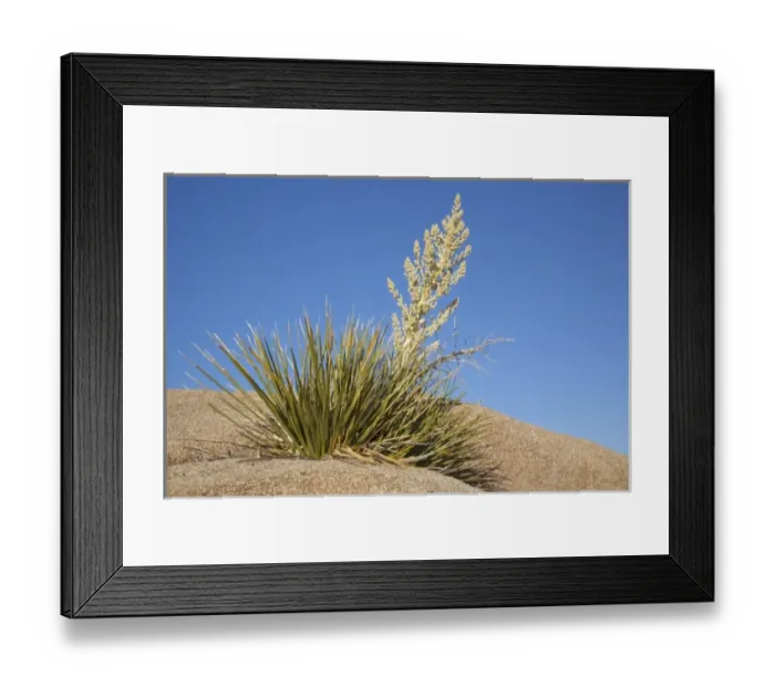 Framed Print : Joshua Tree NP, Parrys Nolina plant with granite rock formation