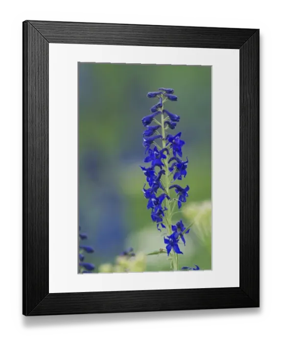 Framed Print : Tall Larkspur, Delphinium barbeyi, Ouray, San Juan Mountains, Rocky Mountains, Colorado