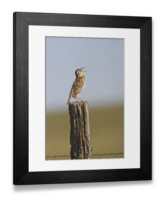 Framed Print : Western Meadowlark (Sturnella neglecta) singing from the top of fence post in Framed Print : Western Meadowlark (Sturnella neglecta) singing from the top of fence post in